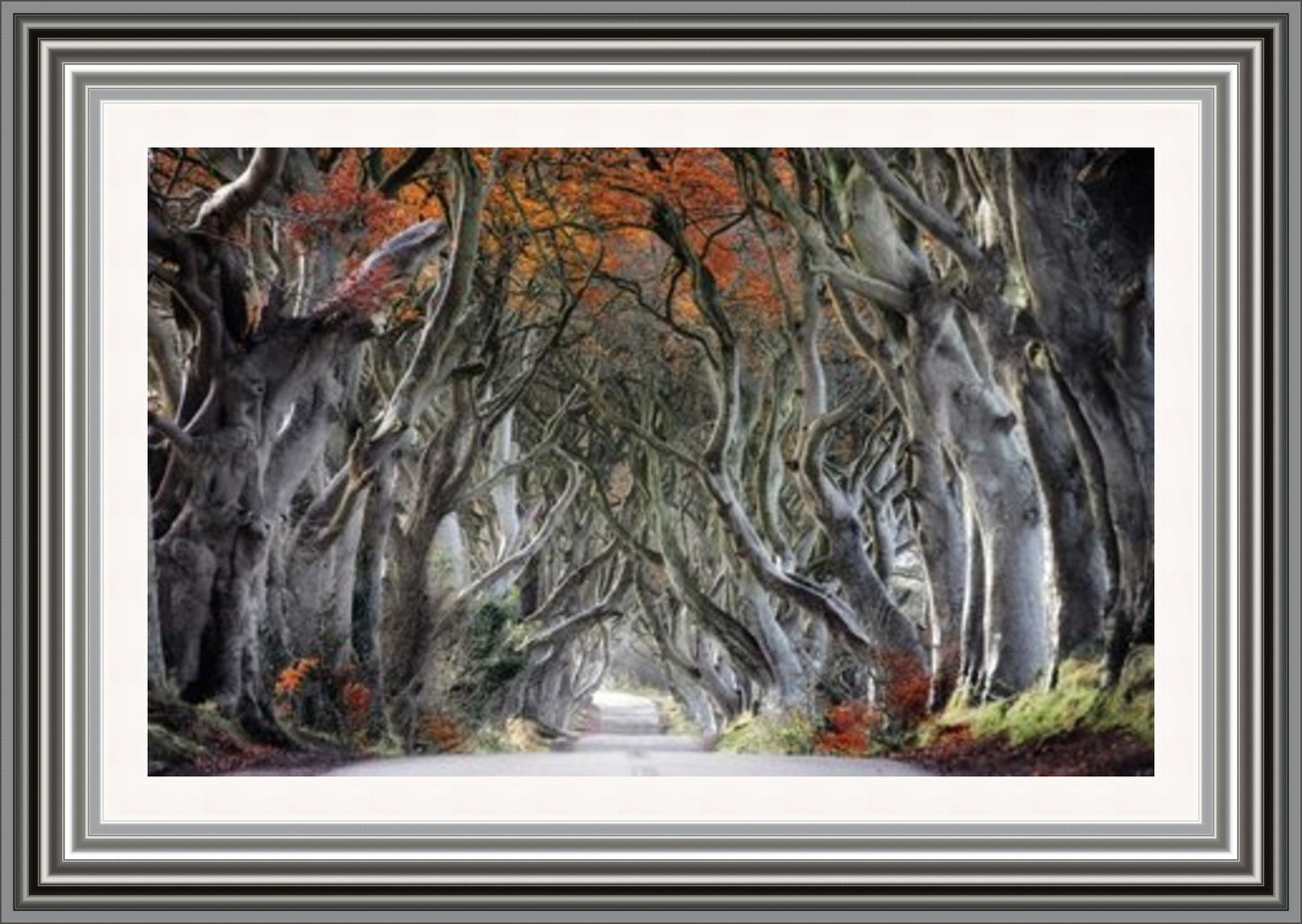 Dark Hedges Autumn