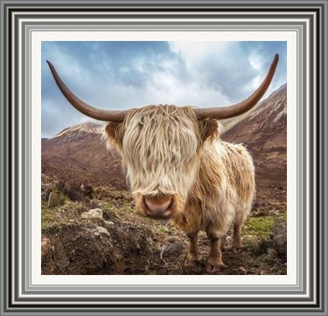 Highland Cow