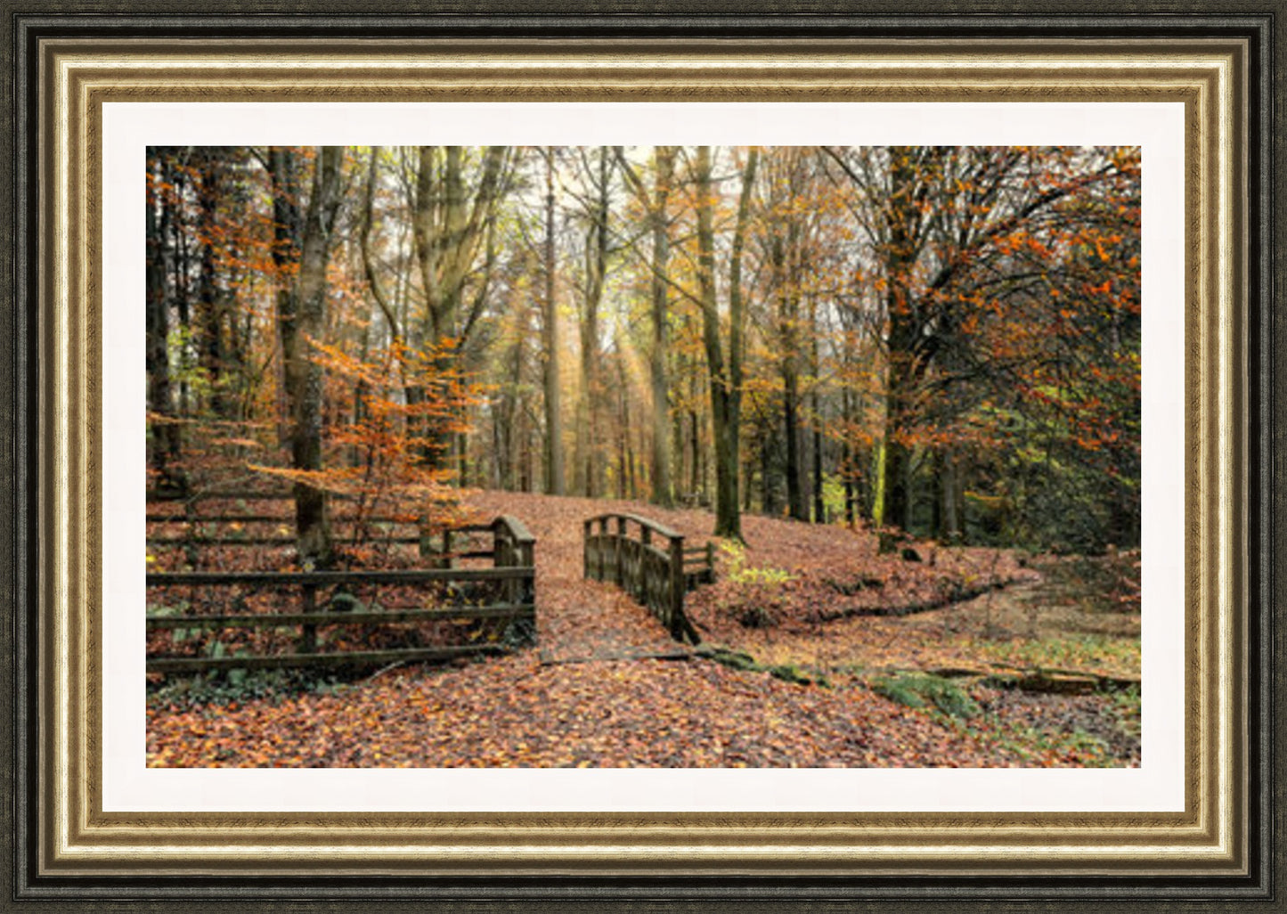 Portglenone Forest Autumn (Frame 2017 Grade 1)