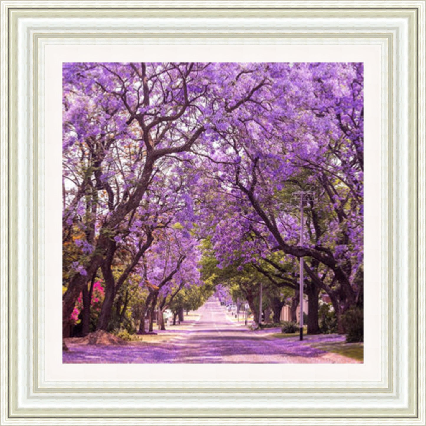 Violet Jacaranda in Bloom