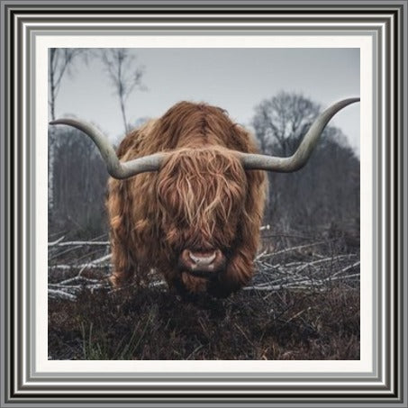 Highland Bull