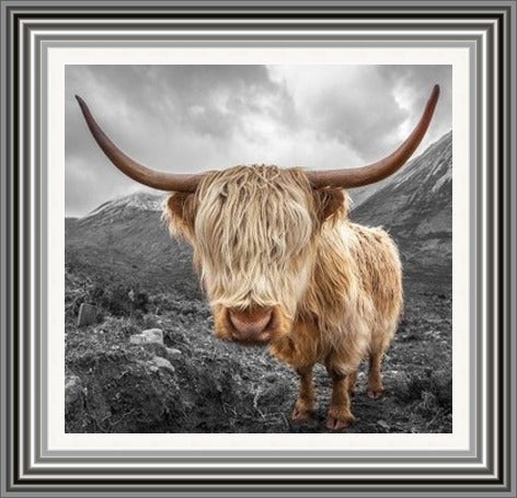 Highland Cow B & W