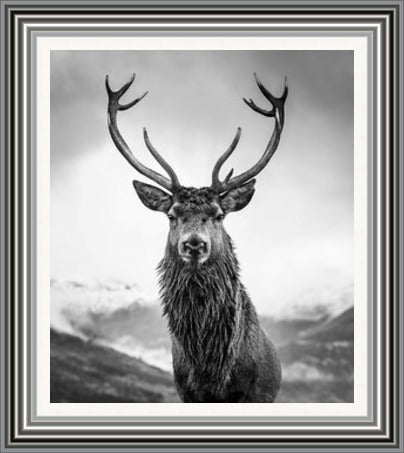 Monarch of the Glen