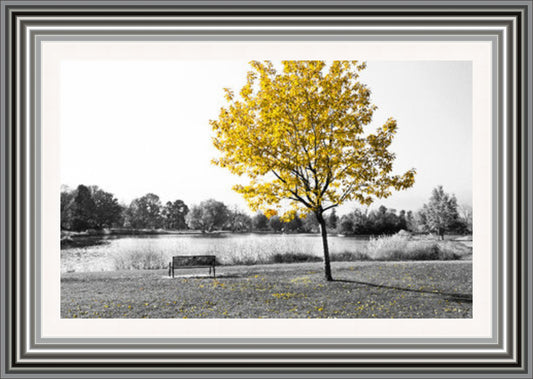 Yellow Tree over park bench