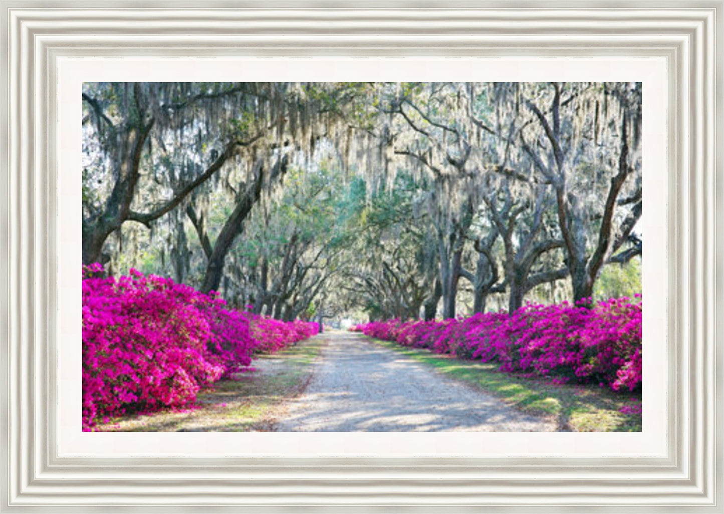 Azaleas Bonaventure