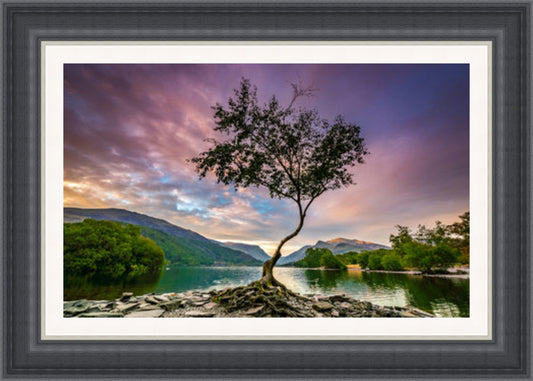 Lone Tree at Llyn Padarn, Snowdonia (Frame: 2218 Grade 2)